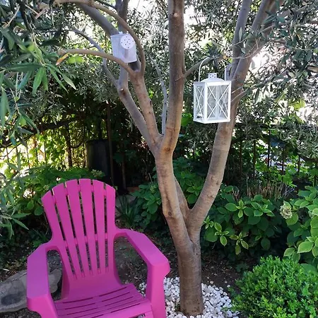 Olive Tree