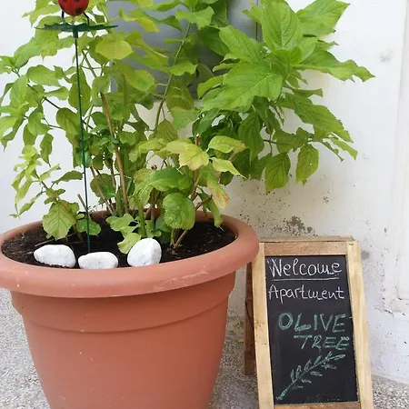 Daire Olive Tree *
